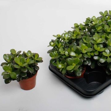 Crassula ovata 'Minor'