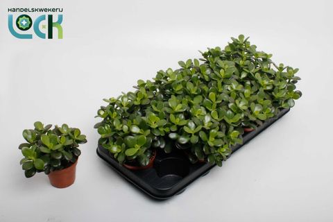 Crassula ovata 'Minor'