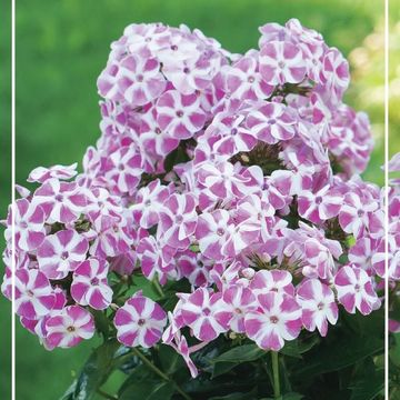 Phlox BAMBINI CANDY CRUSH