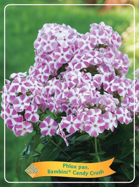 Phlox BAMBINI CANDY CRUSH