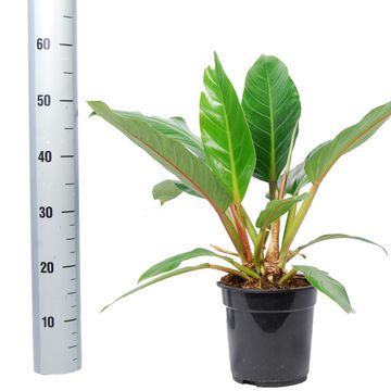 Philodendron 'Fatboy Yellow'