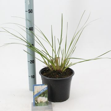 Cortaderia selloana 'Pumila'