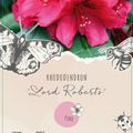 Rhododendron 'Lord Roberts'
