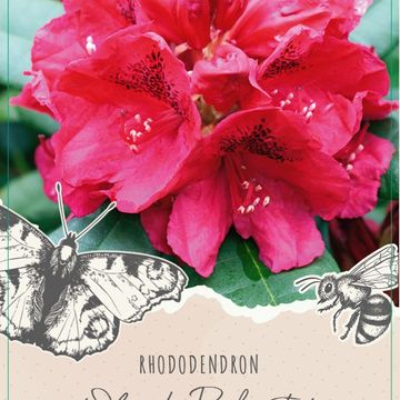 Rhododendron 'Lord Roberts'