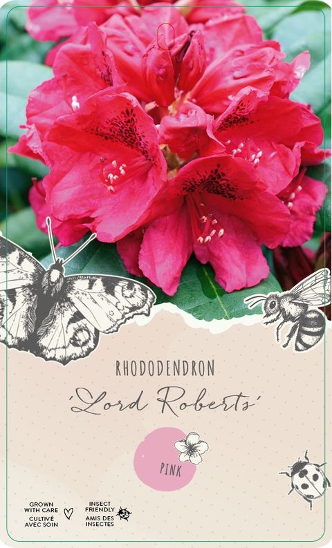 Rhododendron 'Lord Roberts'