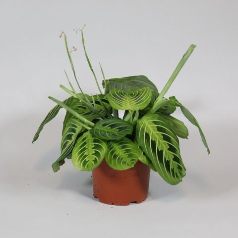 Maranta leuconeura 'Lemon Lime'