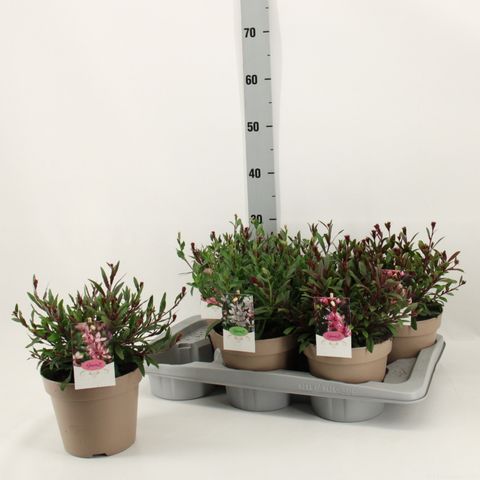 Gaura lindheimeri MIX