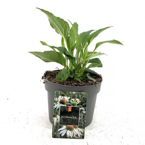 Echinacea purpurea 'Alba'