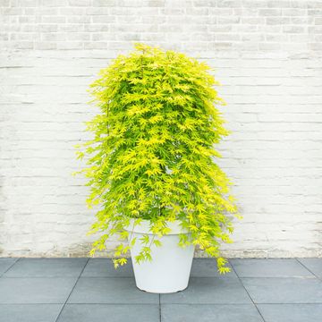 Acer palmatum CASCADE MIX