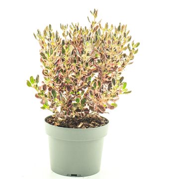 Coprosma 'Eclipse'