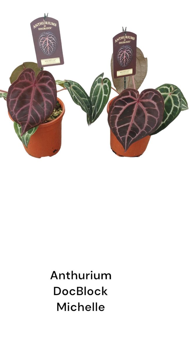 Anthurium アンスリウム　DOCBLOCK ミシェル Michelle 61wSi0aAFLL._AC_UF1000,