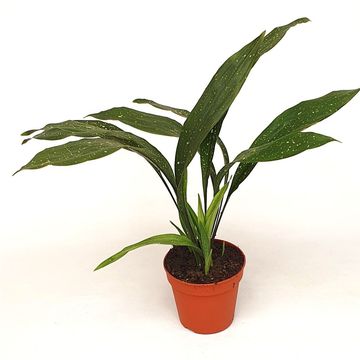 Aspidistra elatior 'Milky Way'