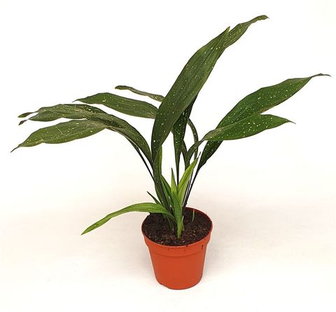 Aspidistra elatior 'Milky Way'