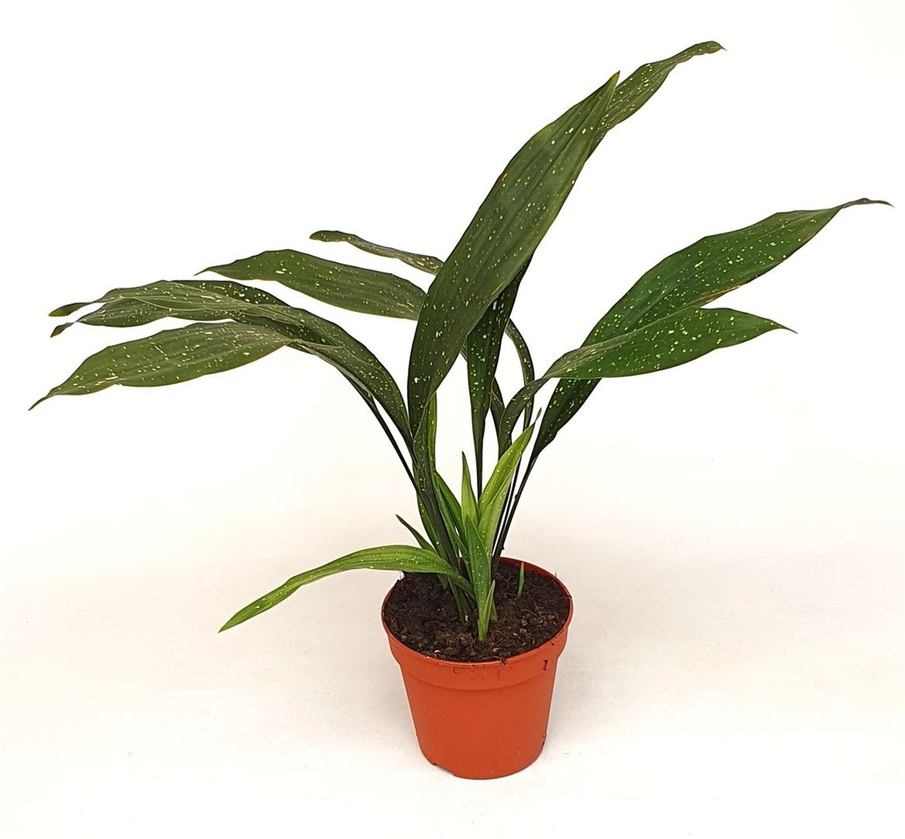 Aspidistra elatior 'Milky Way'  Pflanzengrohandel FlorAccess