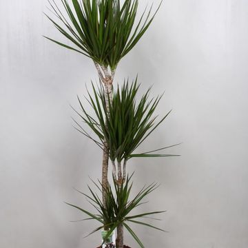 Dracaena marginata