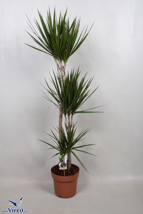 Dracaena marginata