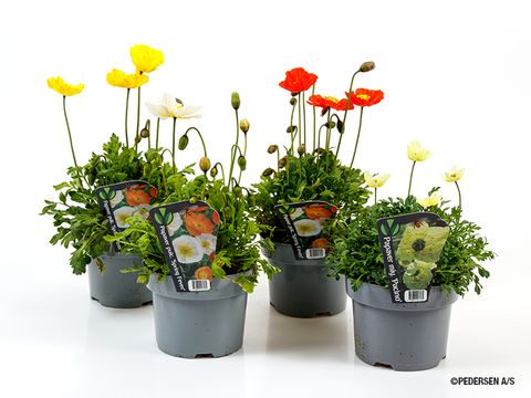 Papaver nudicaule MIX