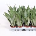 Sansevieria trifasciata 'Moonshine'