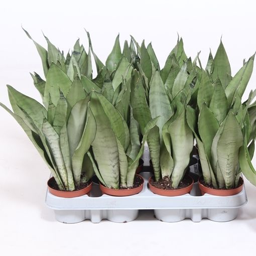 Sansevieria trifasciata 'Moonshine'