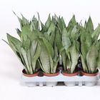 Sansevieria trifasciata 'Moonshine'