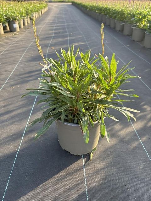 Gaura lindheimeri 'Gambit White'