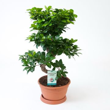 Ficus microcarpa 'Ginseng'