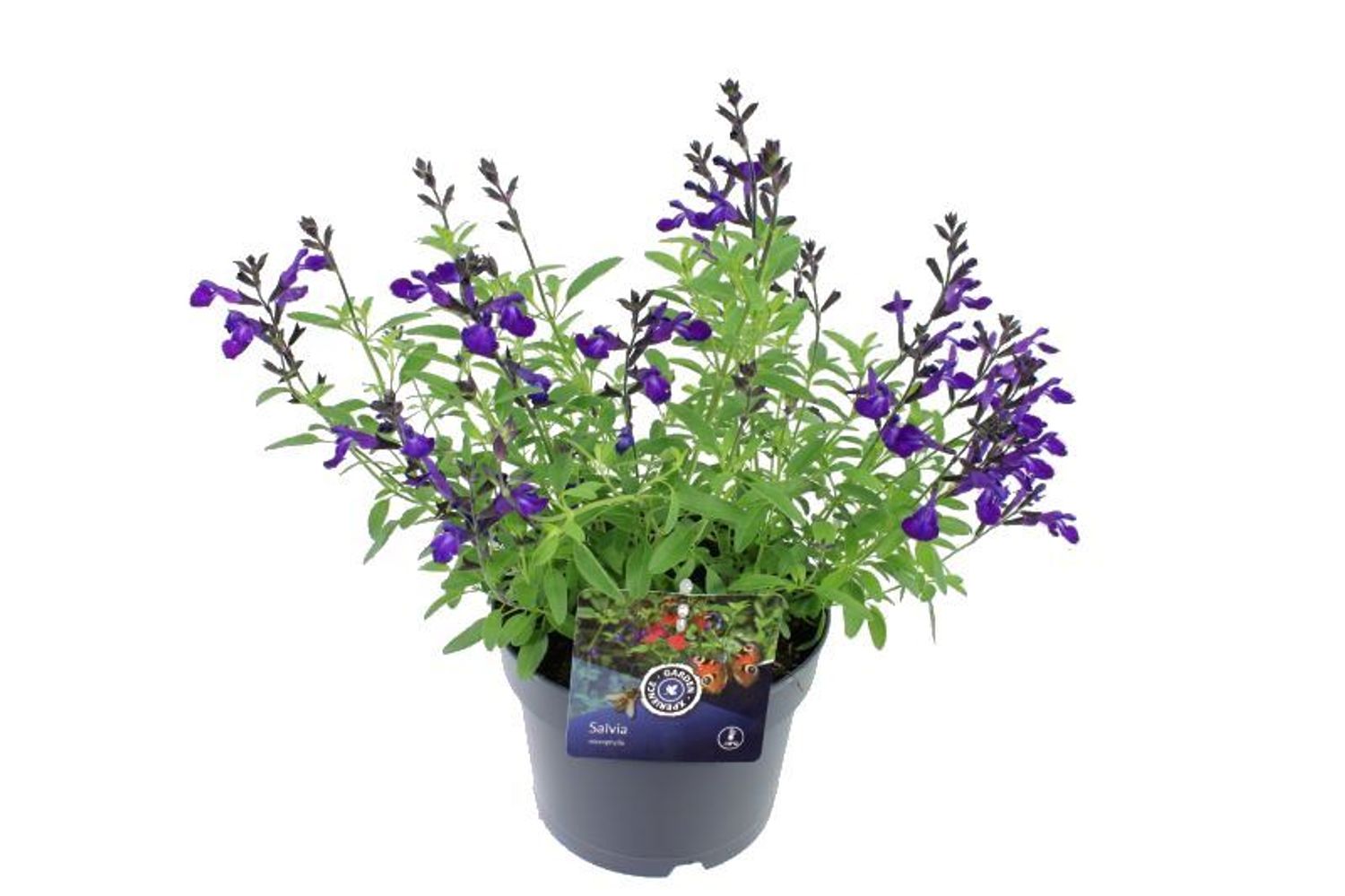 Salvia greggii MIRAGE BLUE — Plant Wholesale FlorAccess