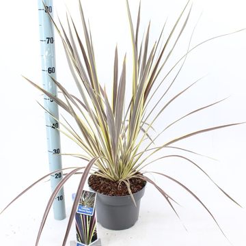 Cordyline SUPERSTAR