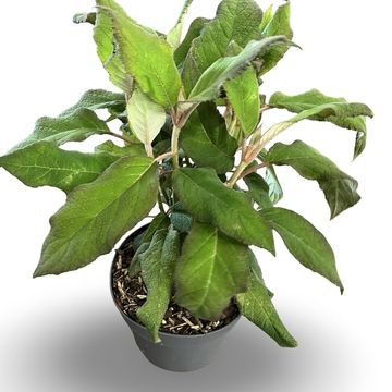 Hydrangea aspera 'Macrophylla'