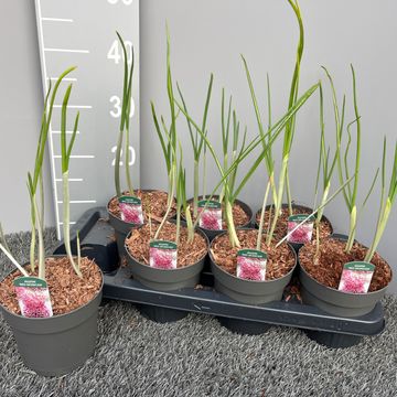 Allium amethystinum 'Red Mohican'