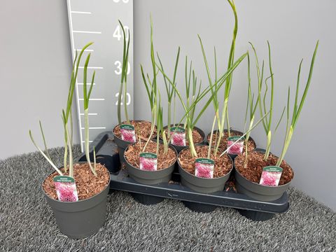 Allium amethystinum 'Red Mohican'