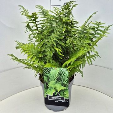 Dryopteris filix-mas 'The King'