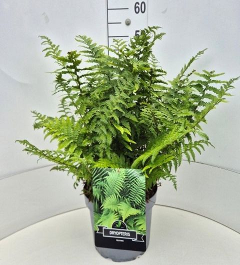Dryopteris filix-mas 'The King'