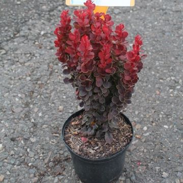 Berberis thunbergii 'Red Tower'