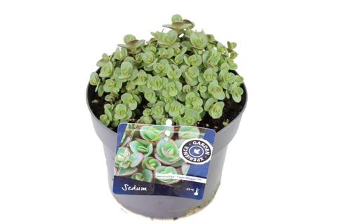 Sedum SUNSPARKLER LIME ZINGER