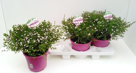 Boronia crenulata 'Pink Pearl'