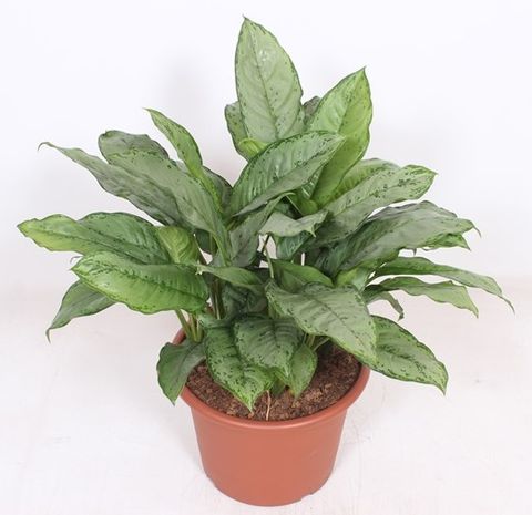 Aglaonema 'B.J. Freedman'