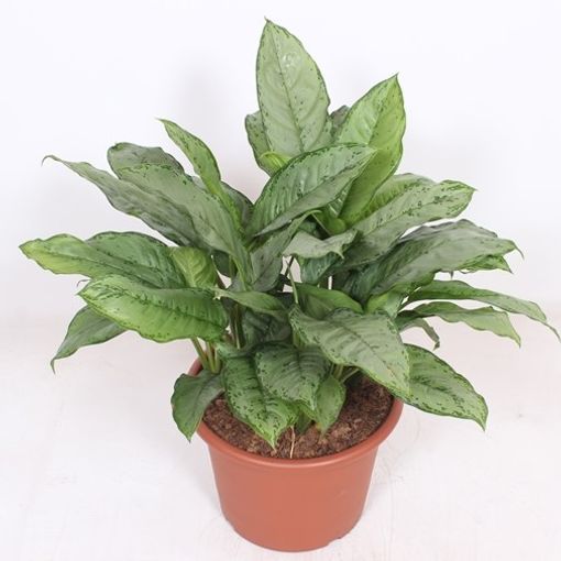 Aglaonema 'B.J. Freedman'