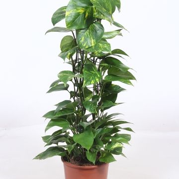 Epipremnum aureum