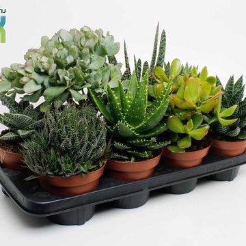 χυμώδη φυτά MIX