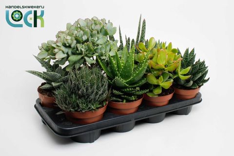 Suculentas MIX