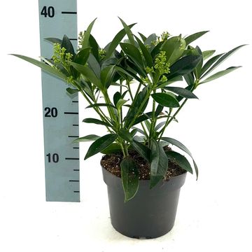 Skimmia x confusa 'Kew Green'