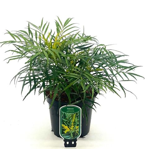 Mahonia eurybracteata 'Soft Caress'