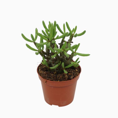 Tylecodon buchholzianus