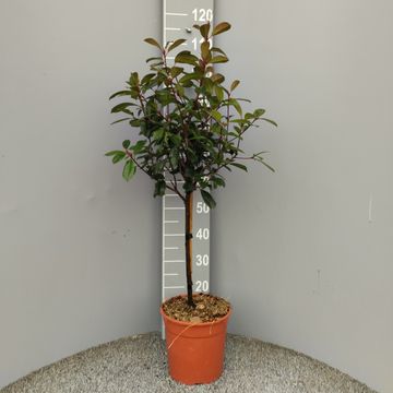Photinia x fraseri 'Red Robin'