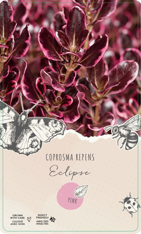 Coprosma 'Eclipse'