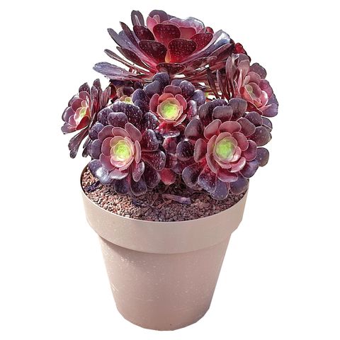 Aeonium arboreum 'Атропурпуреум'