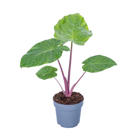 Alocasia 'Imperial Red'