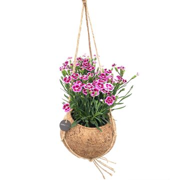 Dianthus DIANTICA PINK KISSES