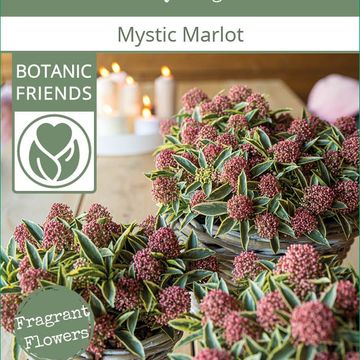 Skimmia japonica 'Mystic Marlot'